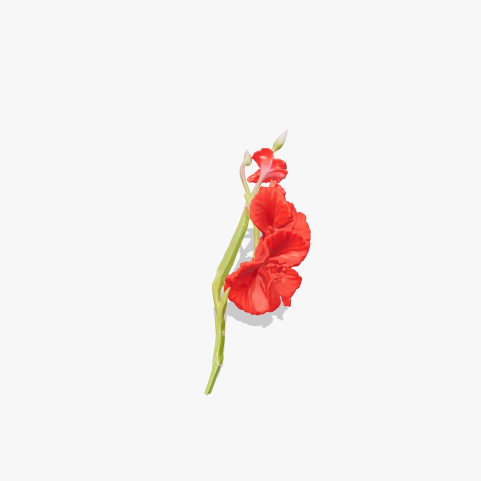 Gladiolus Red Bloom model pack